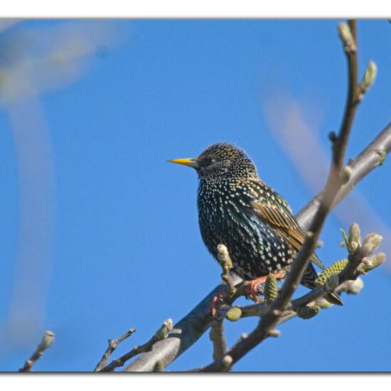 Common Starling: Animal in nature in the NatureSpots App