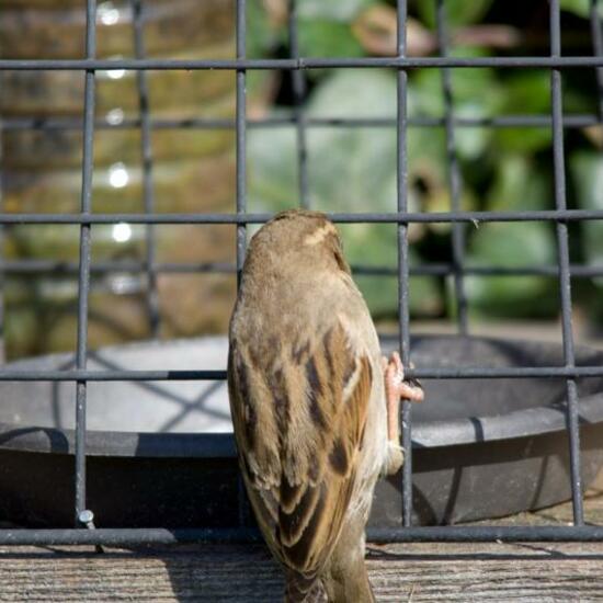 House Sparrow: Animal in habitat Garden in the NatureSpots App