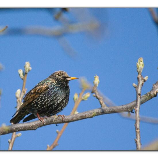 Common Starling: Animal in nature in the NatureSpots App