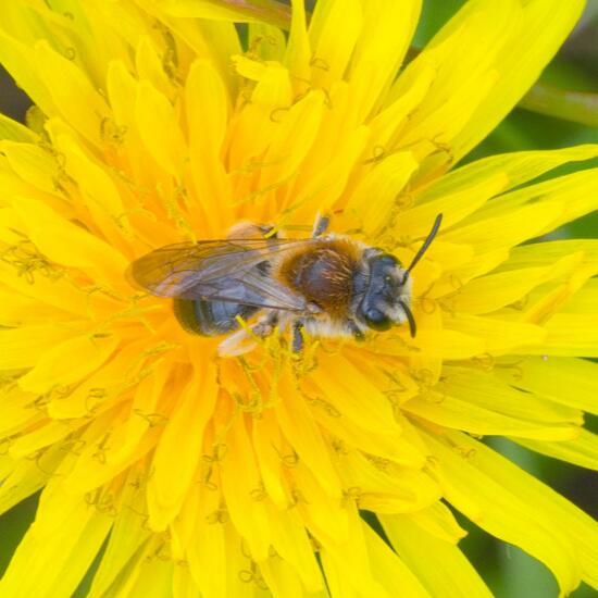 Andrena haemorrhoa: Animal in habitat Agricultural meadow in the NatureSpots App