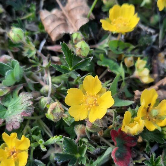 Potentilla neumanniana: Plant in nature in the NatureSpots App