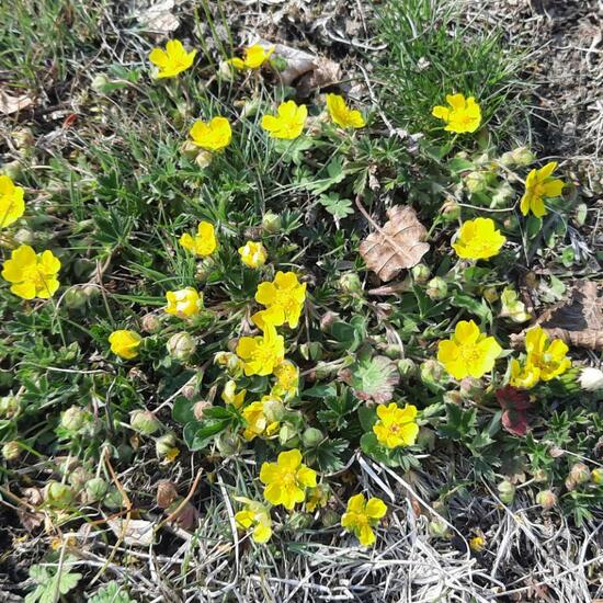 Potentilla neumanniana: Plant in nature in the NatureSpots App