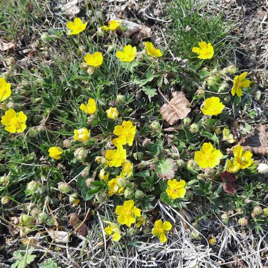 Potentilla neumanniana: Plant in nature in the NatureSpots App