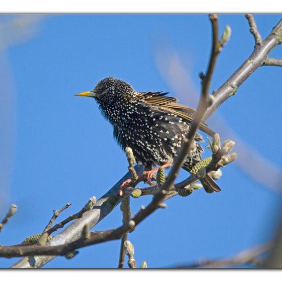 Common Starling: Animal in nature in the NatureSpots App