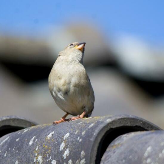 House Sparrow: Animal in habitat Garden in the NatureSpots App