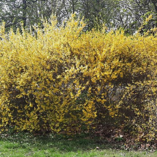 Forsythia: Plant in nature in the NatureSpots App