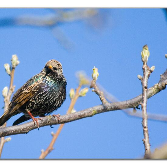 Common Starling: Animal in nature in the NatureSpots App