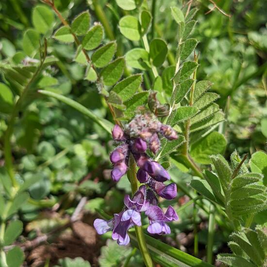 Vicia sepium: Plant in habitat Garden in the NatureSpots App