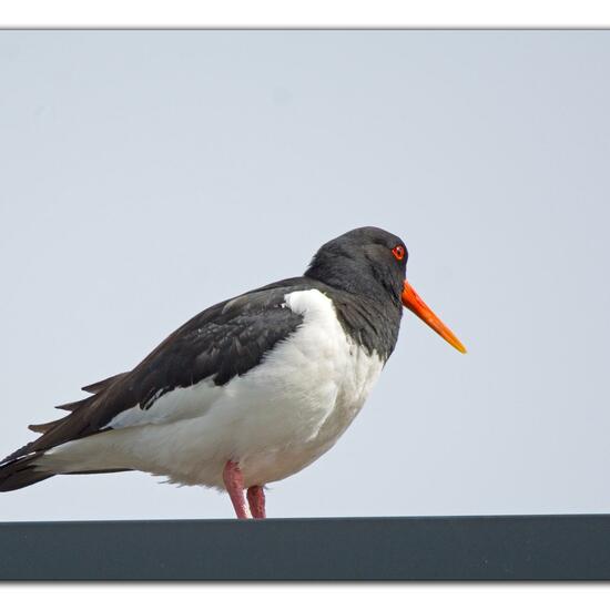 Eurasian Oystercatcher: Animal in nature in the NatureSpots App