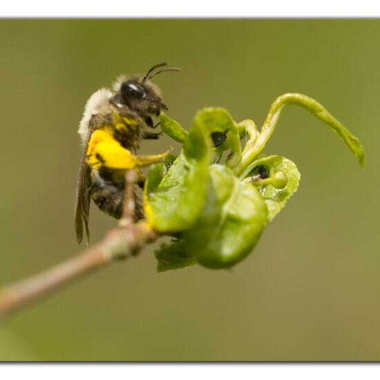 Andrena vaga: Animal in habitat Grassland in the NatureSpots App