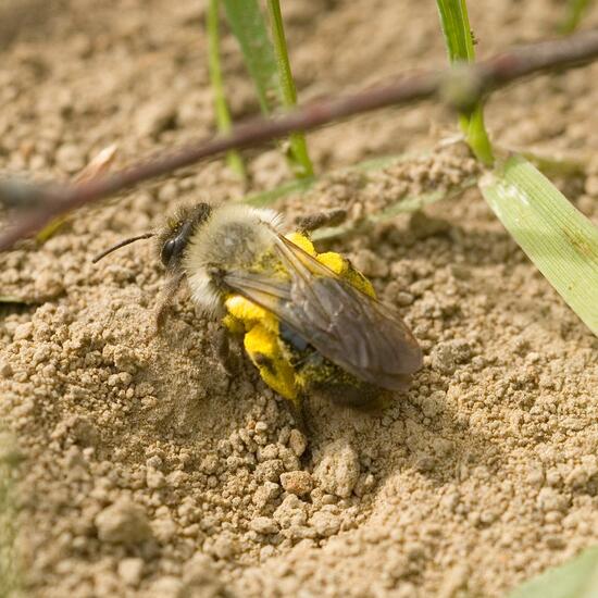 Andrena vaga: Animal in habitat Grassland in the NatureSpots App