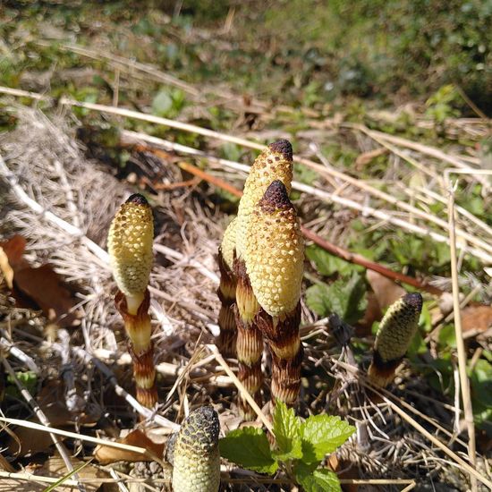 Equisetum arvense: Plant in habitat Temperate forest in the NatureSpots App