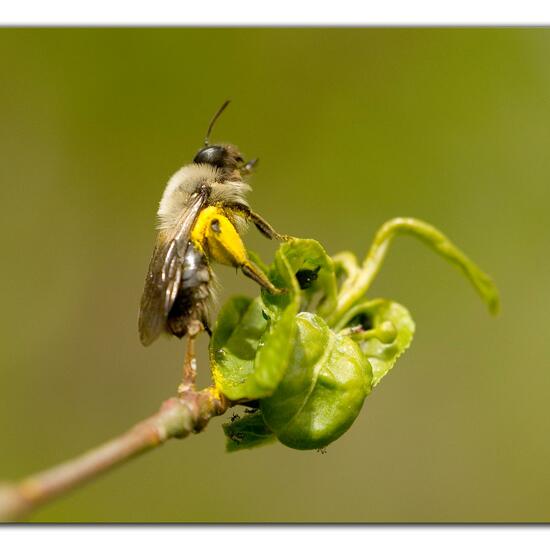 Andrena vaga: Animal in habitat Grassland in the NatureSpots App