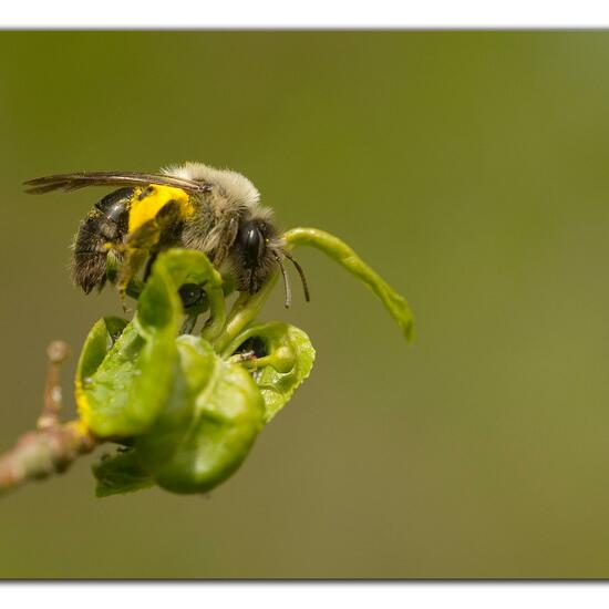 Andrena vaga: Animal in habitat Grassland in the NatureSpots App