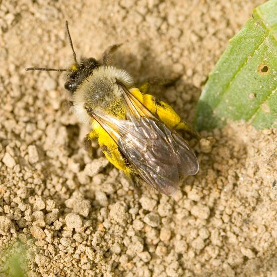 Andrena vaga: Animal in habitat Grassland in the NatureSpots App