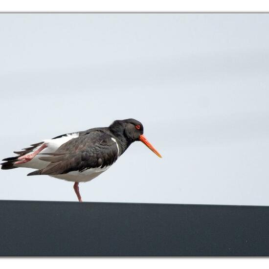 Eurasian Oystercatcher: Animal in nature in the NatureSpots App