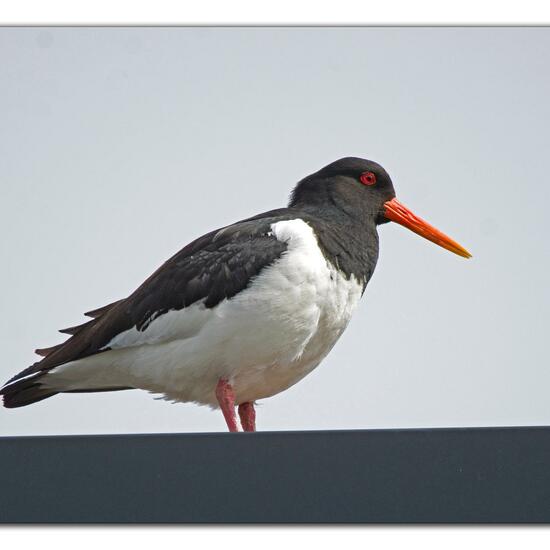 Eurasian Oystercatcher: Animal in nature in the NatureSpots App