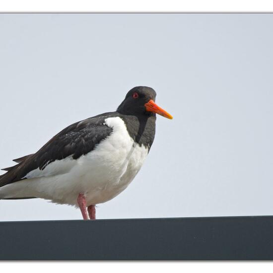 Eurasian Oystercatcher: Animal in nature in the NatureSpots App