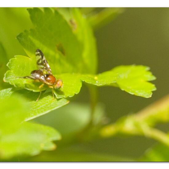 Euleia heraclei: Animal in habitat Grassland in the NatureSpots App