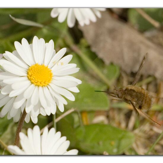 Bombylius major: Animal in habitat Grassland in the NatureSpots App