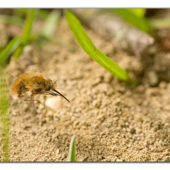 Bombylius major: Animal in habitat Grassland in the NatureSpots App