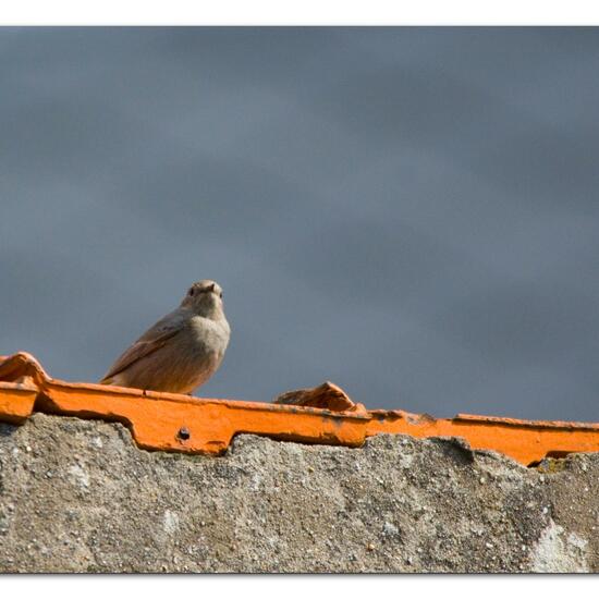 Black Redstart: Animal in habitat Garden in the NatureSpots App