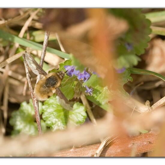 Bombylius major: Animal in habitat Grassland in the NatureSpots App