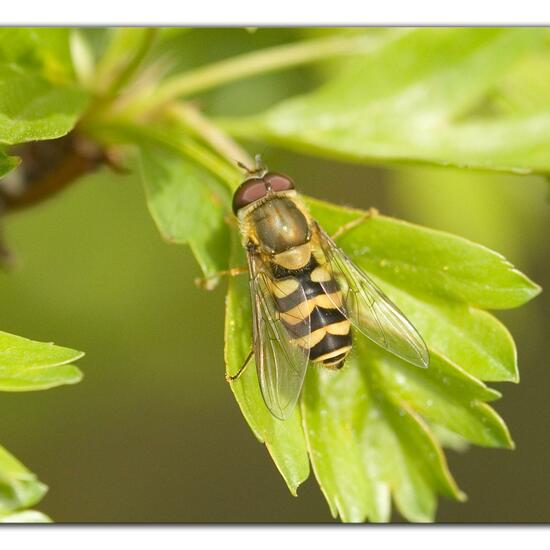 Syrphus torvus: Animal in habitat Grassland in the NatureSpots App