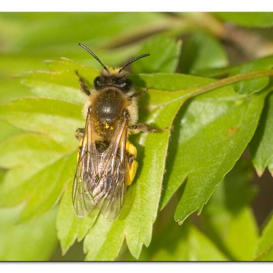 Andrena tibialis: Animal in habitat Grassland in the NatureSpots App