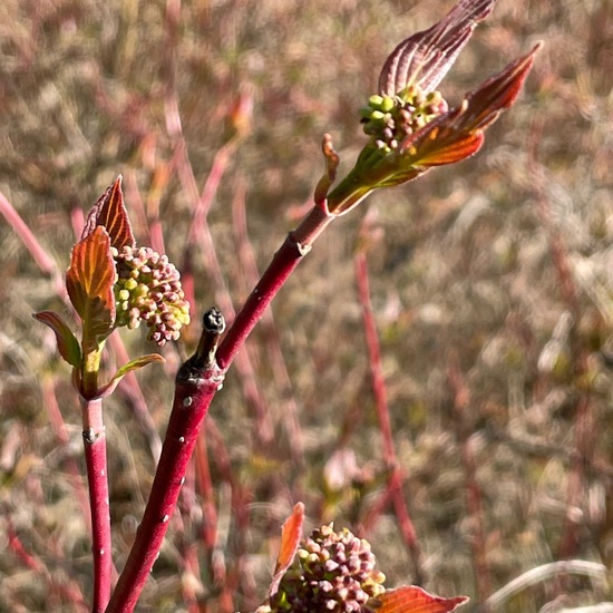 Cornus sericea: Plant in habitat Park in the NatureSpots App