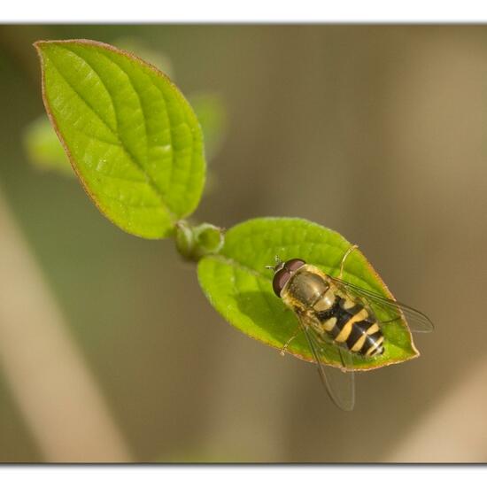 Syrphus torvus: Animal in habitat Grassland in the NatureSpots App