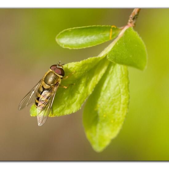 Syrphus torvus: Animal in habitat Grassland in the NatureSpots App