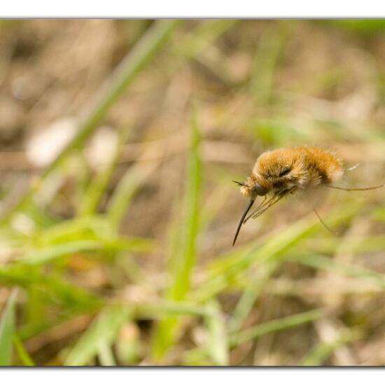 Bombylius major: Animal in habitat Grassland in the NatureSpots App