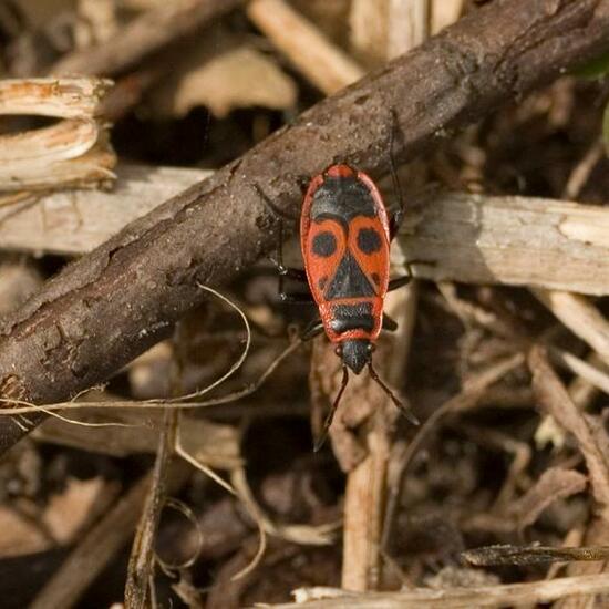 Firebug: Animal in habitat Grassland in the NatureSpots App