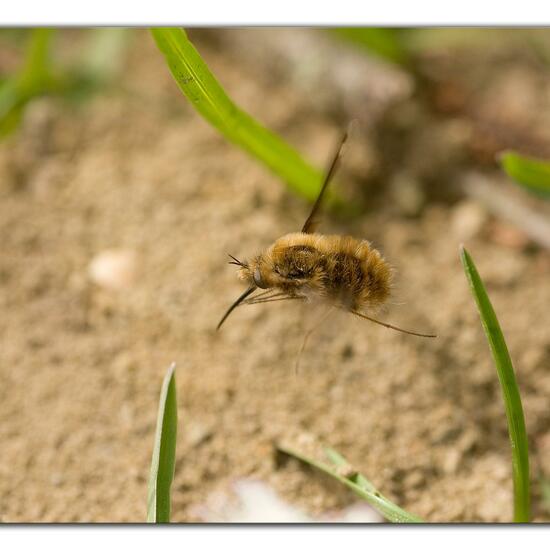 Bombylius major: Animal in habitat Grassland in the NatureSpots App