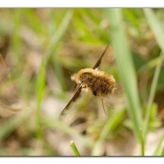 Bombylius major: Animal in habitat Grassland in the NatureSpots App