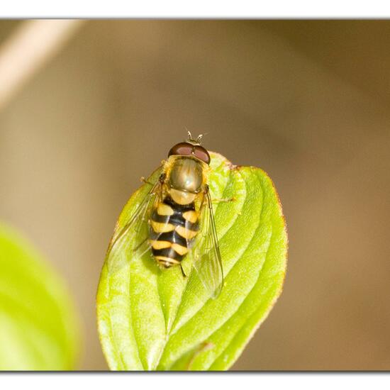 Syrphus torvus: Animal in habitat Grassland in the NatureSpots App