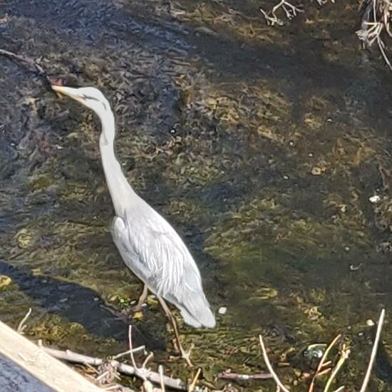 Grey Heron: Animal in nature in the NatureSpots App