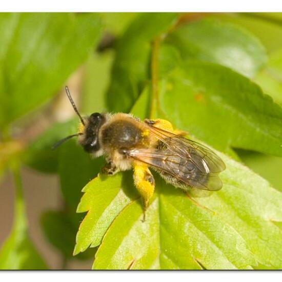 Andrena tibialis: Animal in habitat Grassland in the NatureSpots App