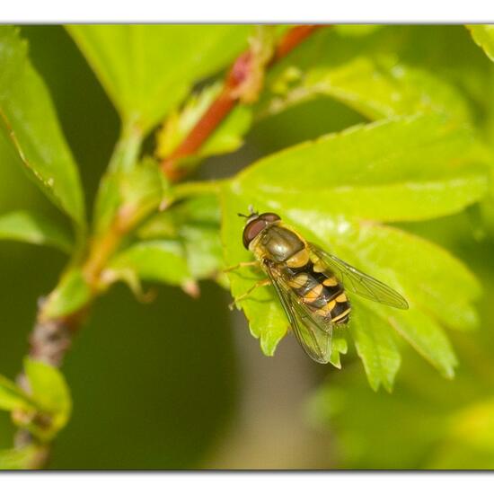 Syrphus torvus: Animal in habitat Grassland in the NatureSpots App