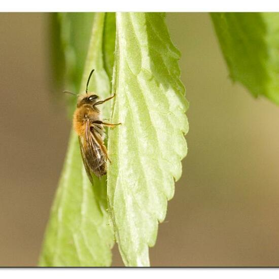 Andrena haemorrhoa: Animal in habitat Grassland in the NatureSpots App