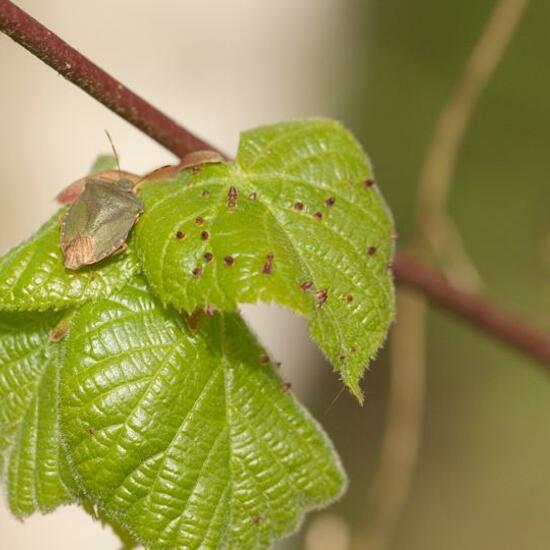 Green shield bug: Animal in habitat Grassland in the NatureSpots App