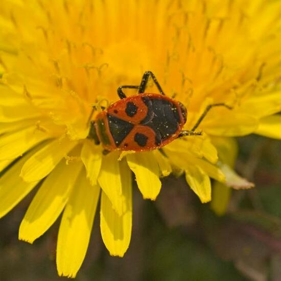 Firebug: Animal in nature in the NatureSpots App