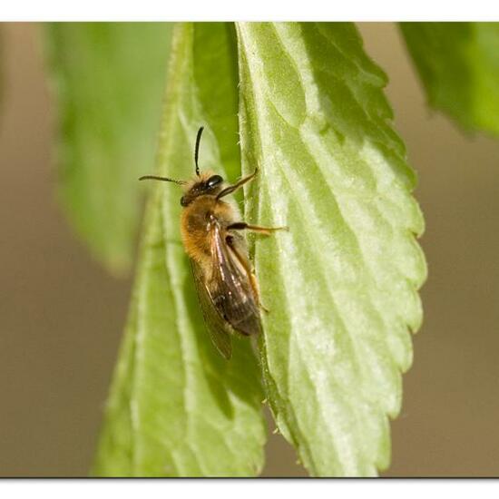 Andrena haemorrhoa: Animal in habitat Grassland in the NatureSpots App