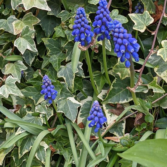 Muscari armeniacum: Plant in habitat Garden in the NatureSpots App