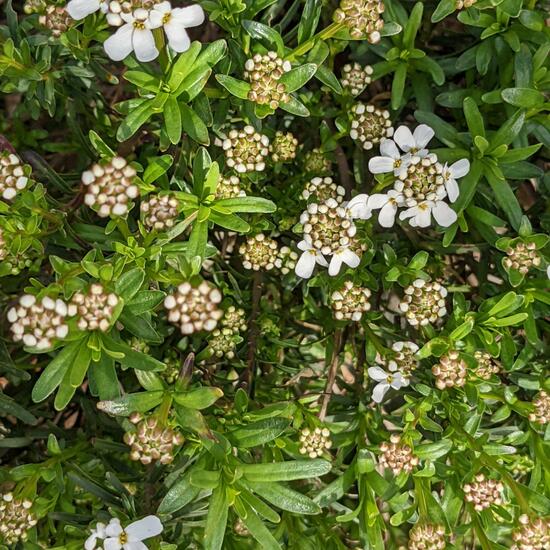 Iberis sempervirens: Plant in habitat Garden in the NatureSpots App