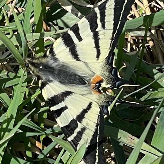 Scarce Swallowtail: Animal in habitat Buffer strip in the NatureSpots App