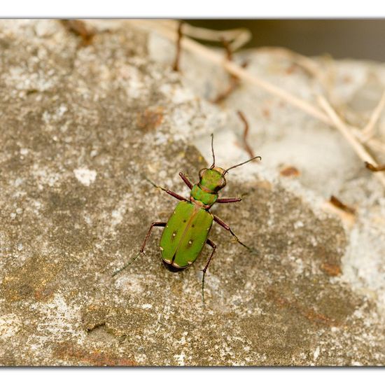 Cicindela campestris: Animal in habitat Road or Transportation in the NatureSpots App