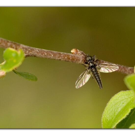 Bibio lanigerus: Animal in habitat Commerce or Industrial in the NatureSpots App