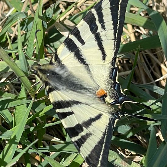 Scarce Swallowtail: Animal in habitat Buffer strip in the NatureSpots App